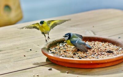 Fehler beim Füttern von Gartenvögeln