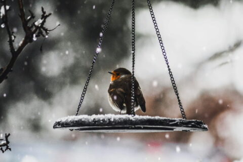 Rotkehlchen an einer verschneiten Futterstelle – Gartenvögel im Winter unterstützen.